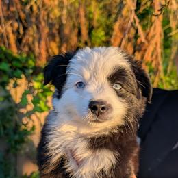 Mercy - Black & white female Miniature Australian Shepherd puppy in Marysville, Washington from Garay Mini Aussies