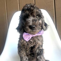 Satyr - Merle male Goldendoodle puppy in Mount Pleasant, Tennessee from Doodle My Heart