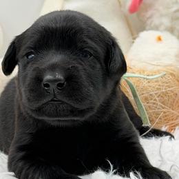 Teal - Black female Labrador Retriever puppy in Heath Springs, South Carolina from Rich Hill Retrievers