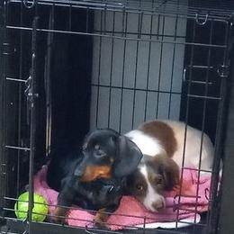 Dachshund Puppies from White River Valley Kennel