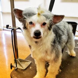 Mimik - Chinese Crested