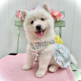 Jessie - White female Pomsky puppy in Venus, Pennsylvania from Hemlock Pines Pomsky