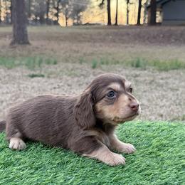 Rosé - Chocolate and tan female Dachshund puppy in Bald Knob, Arkansas from Victoria’s Dachshunds