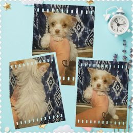 Boy3 - Tan and white male Yorkshire Terrier puppy in Wartburg, Tennessee from Amanda's Precious Pups