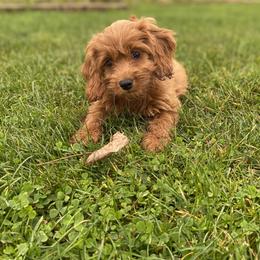 Cockapoo and Poodle Puppies from Kathy Maize