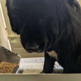 Callie - Newfoundland