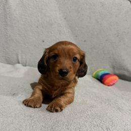 Louise - Red female Dachshund puppy in Liberty, Mississippi from Liberty Oaks Aussies and Dachshunds
