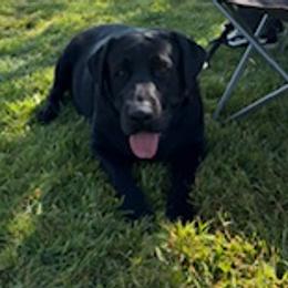 Chili - Labrador Retriever