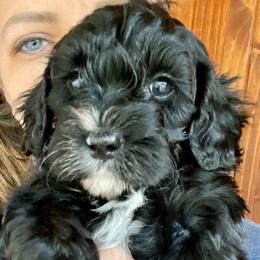 Cavapoo puppies from Song Paws