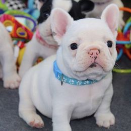 French Bulldog Puppies from SnortVille Bullies