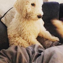 Goldendoodle Puppies from Zeusthemoosedoodles
