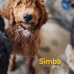 Simba - Apricot male Goldendoodle puppy in Goodyear, Arizona from The Earl Dood(le)s