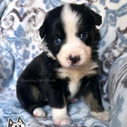 Muffin - Black tri female Miniature American Shepherd puppy in Millington, Tennessee from Goading Glee Glade