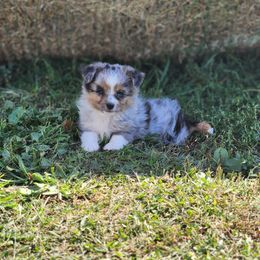 June - Blue merle female Miniature Australian Shepherd puppy in Galesburg, Illinois from Garretts Green Acres