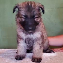Boy 1 - Gray sable male Shiloh Shepherd puppy in Caneadea, New York from Strauss Haus Shepherds