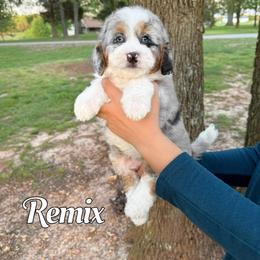 Remix - Merle male Bernedoodle puppy in Mount Vernon, Missouri from PoodlelyDoodlely