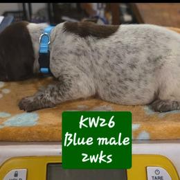 Blue boy kw26 - Liver roan male German Shorthaired Pointer puppy in Dahlonega, Georgia from Pointer Mountain Bird Dogs