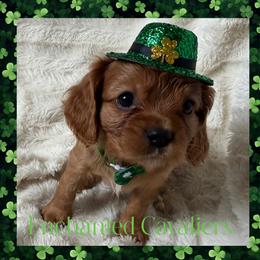 Copper (Blue) - Ruby male Cavalier King Charles Spaniel puppy in Auburn, Washington from Enchanted Cavaliers