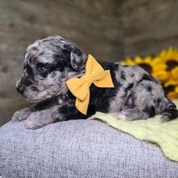 Angie - Parti female Goldendoodle puppy in Woodburn, Indiana from DNLS Doodle Puppies