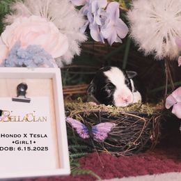 Girl 1 (Hondo x Tesla) - Black and white female Border Collie puppy in Bryantown, Maryland from Bellaclan Border Collies
