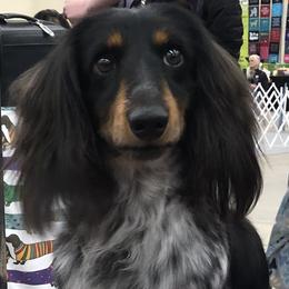Cash - Dachshund
