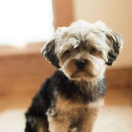 Libby - Morkie
