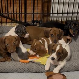 Dachshund Puppies from Cains River Valley Dachshunds