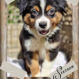 Stetson - Price 1850 - Black tri male Miniature Australian Shepherd puppy in Ennis, Texas from God’s Little Aussies
