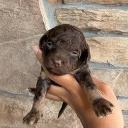 Astra - Phantom female Poodle puppy in Lathrop, California from Stellar Poodles