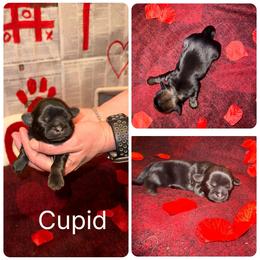 Cupid - Red male Shih Tzu puppy in Lancaster, Ohio from Wandering Tzu