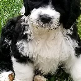 Portuguese Water Dogs from Cold Harbor Kennel