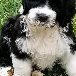 Portuguese Water Dogs from Cold Harbor Kennel