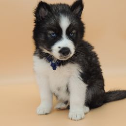 Pomsky and Siberian Husky Puppies from Beastly Beauties Huskies & Pomskies