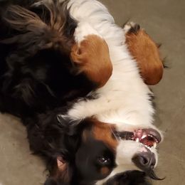 Bernese Mountain Dogs and French Bulldogs from Hideaway Acres