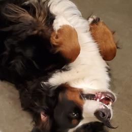 Bernese Mountain Dogs and French Bulldogs from Hideaway Acres