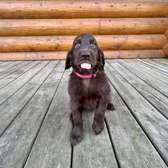 Sugar (brown) - Liver female Flat-Coated Retriever puppy in Park Rapids, Minnesota from Catori