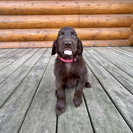 Sugar (brown) - Liver female Flat-Coated Retriever puppy in Park Rapids, Minnesota from Catori