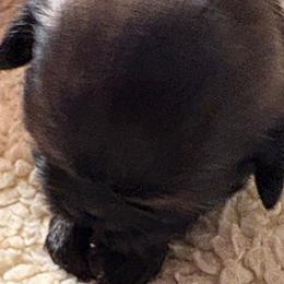 Charity - Black and tan female Shih Tzu puppy in Modoc, Kansas from Karla Sauer