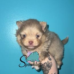 Scar- 4000 dollars - Chocolate merle male Pomeranian puppy in Perry County, Ohio from Speechless Pom’s