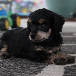 Luke - black phantom - Phantom male Poodle puppy in Goliad, Texas from Sassy Lil Aussies and Diamond W Poodles