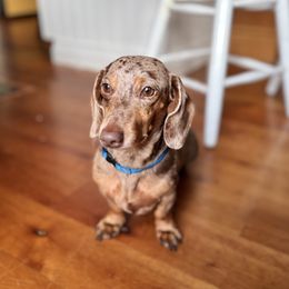 Motley - Dachshund