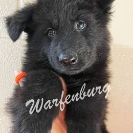 Orange Collar - Black female German Shepherd puppy in Linden, Tennessee from Warfenburg