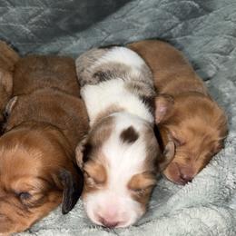 Female 3 - Dapple female Dachshund puppy in Licking, Missouri from Bean Creek Dachshunds & Terriers