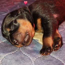 Rottweiler Puppies from Pearce Rottweilers