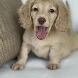 Bella - Cream female Dachshund puppy in Bentonville, Arkansas from Boujee Buns Dachshunds