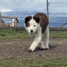 Red Fe - Red female Border Collie puppy in Centerville, Washington from Turnin Heads