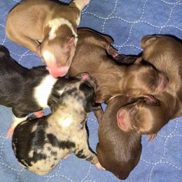 Boy 2 - Red male Australian Shepherd puppy in Clarkrange, Tennessee from Vom Wolff