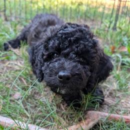 Birch - Black male Saint Berdoodle puppy in Garland, Texas from Brewer's Doodles and French Bulldogs