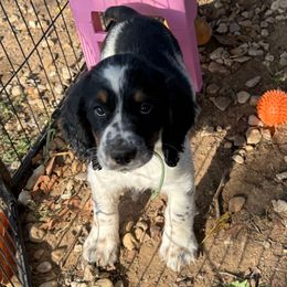 Evergreen - Black white and tan female English Springer Spaniel puppy in Cleburne, Texas from Powers English Springer Spaniels