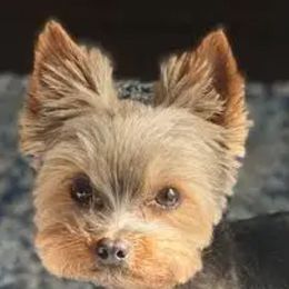 Shorty - White and tan male Maltese puppy in Selma, North Carolina from Havenkennels